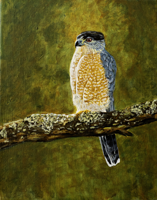 hawk